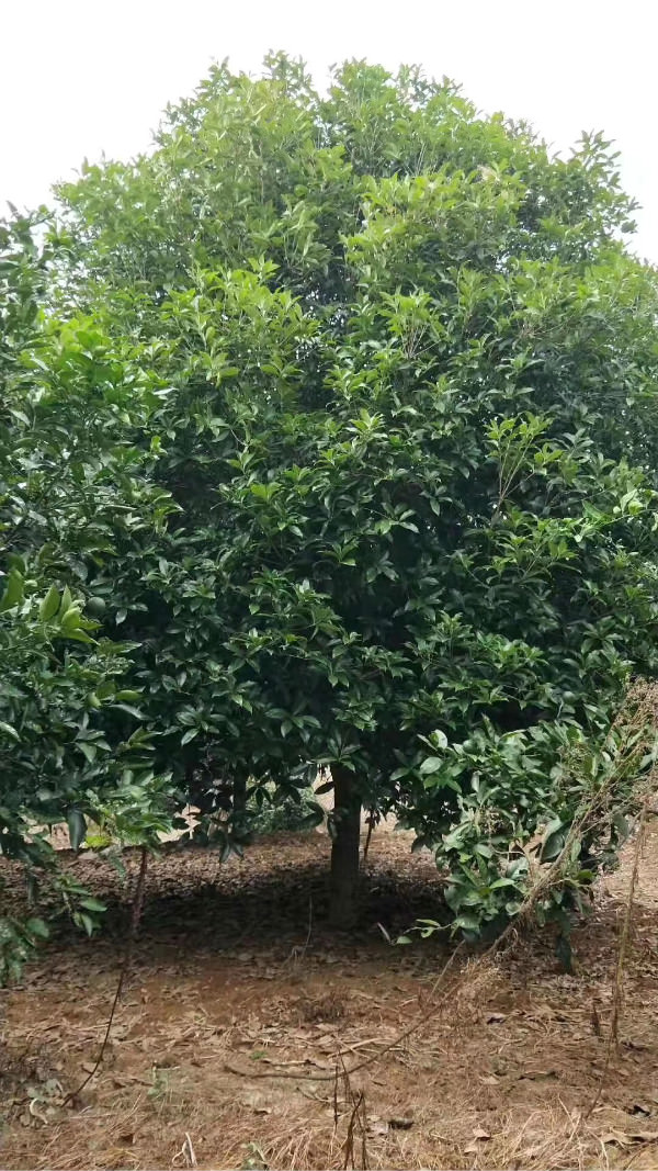 12公分精品桂花树