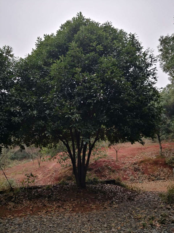 精品桂花树，原生桂花树