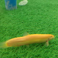 金色泥鰍種鰍