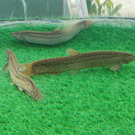 臺灣泥鰍種鰍