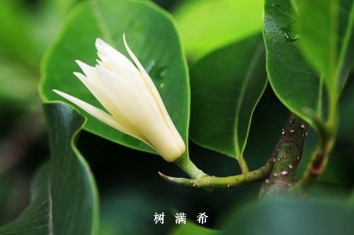 门脉高压性胃病的临床诊疗进展