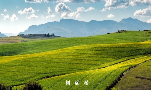 机器人辅助腹腔镜囊性肾肿瘤肾部分切除术专家共识