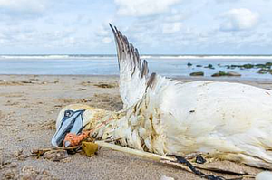 塑料污染威胁海鸟