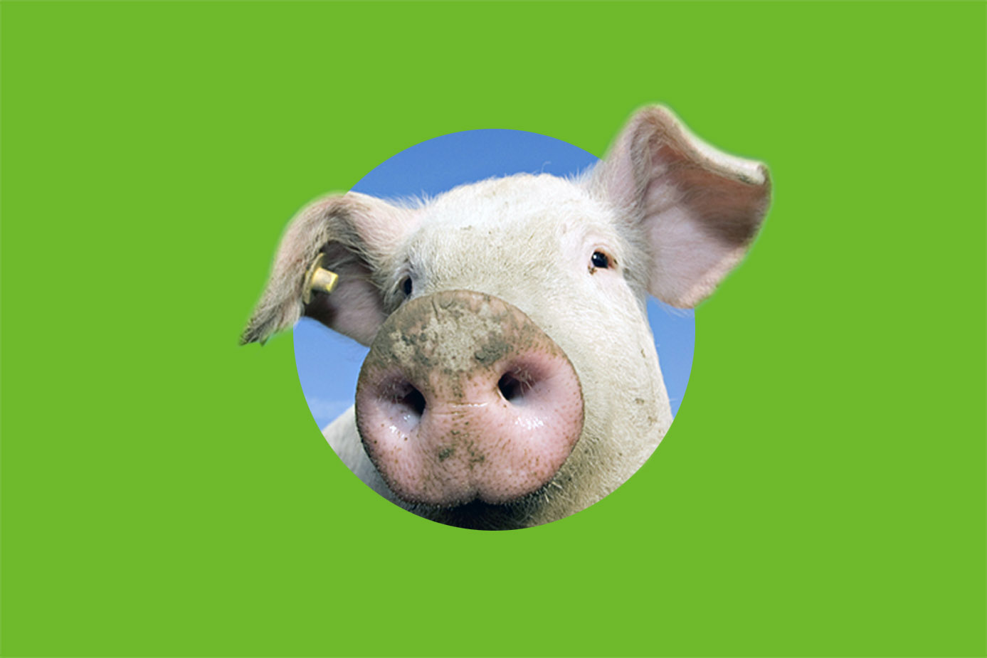 猪粪变肥料 · 废物再利用