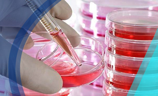 embryonic cell culture