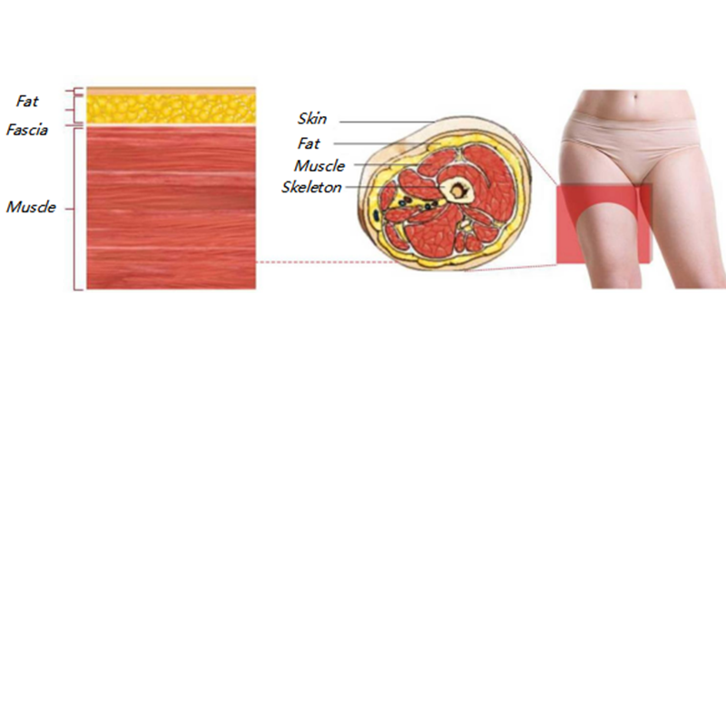 Characteristics of the thigh