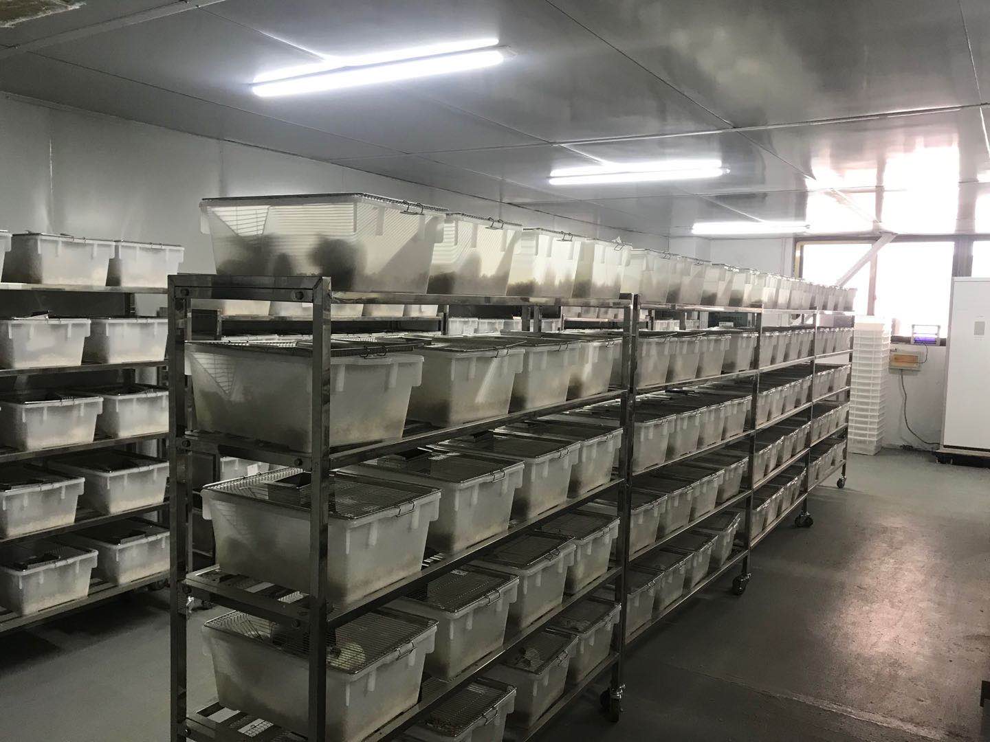 恒温实验豚鼠饲育室