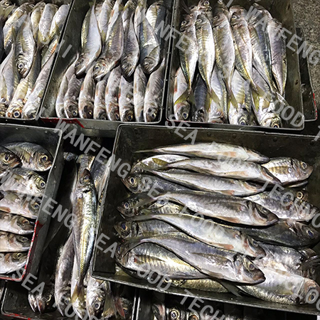 Customized Size｜Horse Mackerel｜BQF