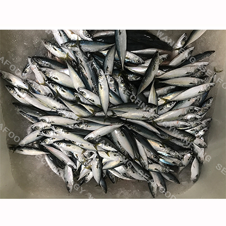 Customized Size｜Pacific Mackerel｜BQF