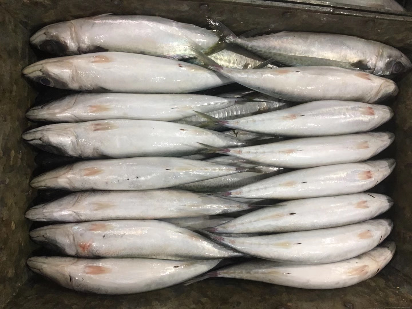 200-300｜Pacific Mackerel｜BQF