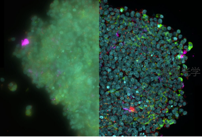 Cell high resolution imaging