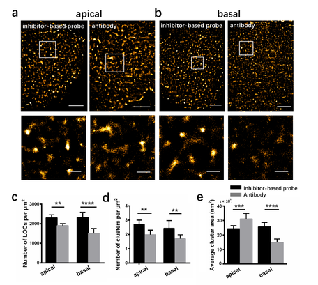 Drug target recognition imaging