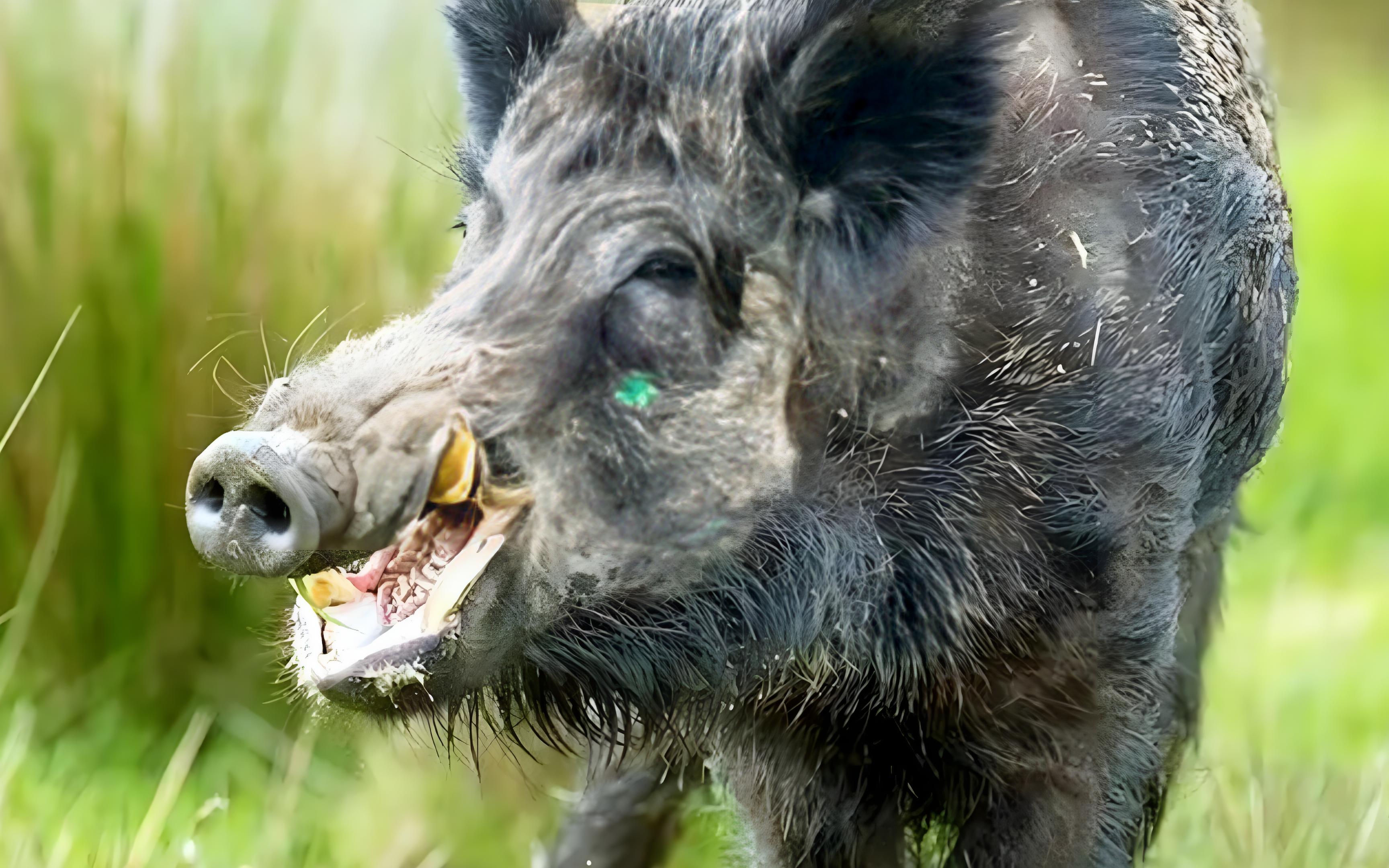 野豬動物獠牙