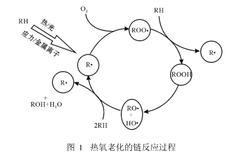 抗老化过程.png