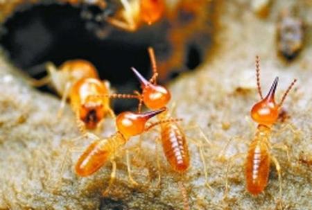 白蟻危害與傳播途徑