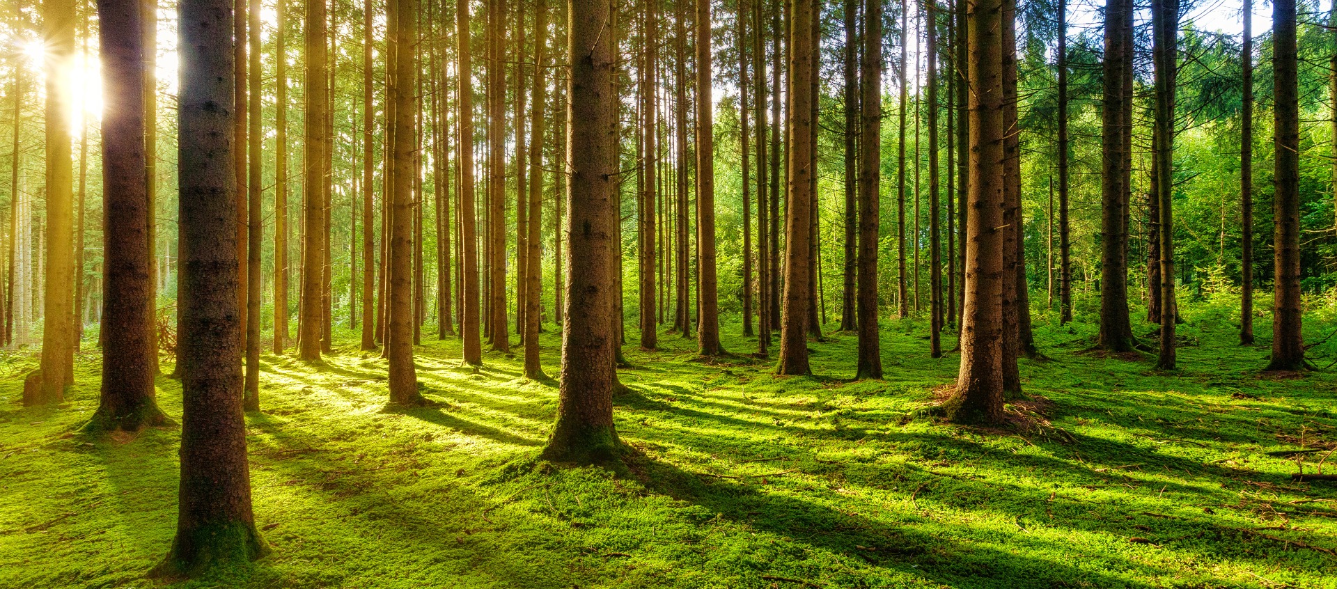 green-grass-field-with-trees-during-daytime_20230907_16940566417721210