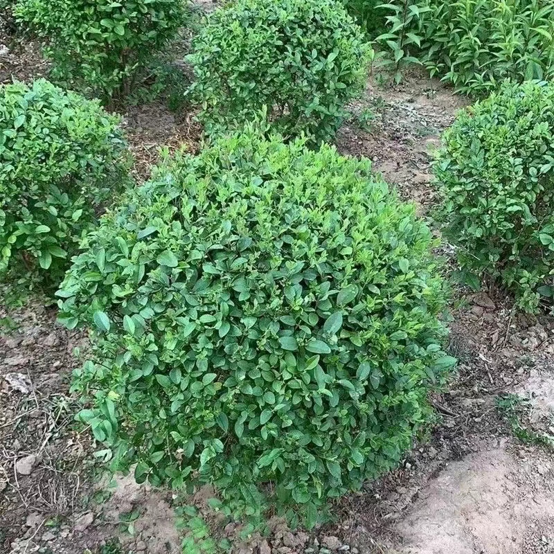 亮晶女贞棒棒糖造型小叶女贞球别墅四季常青庭院风景楼顶绿化球形