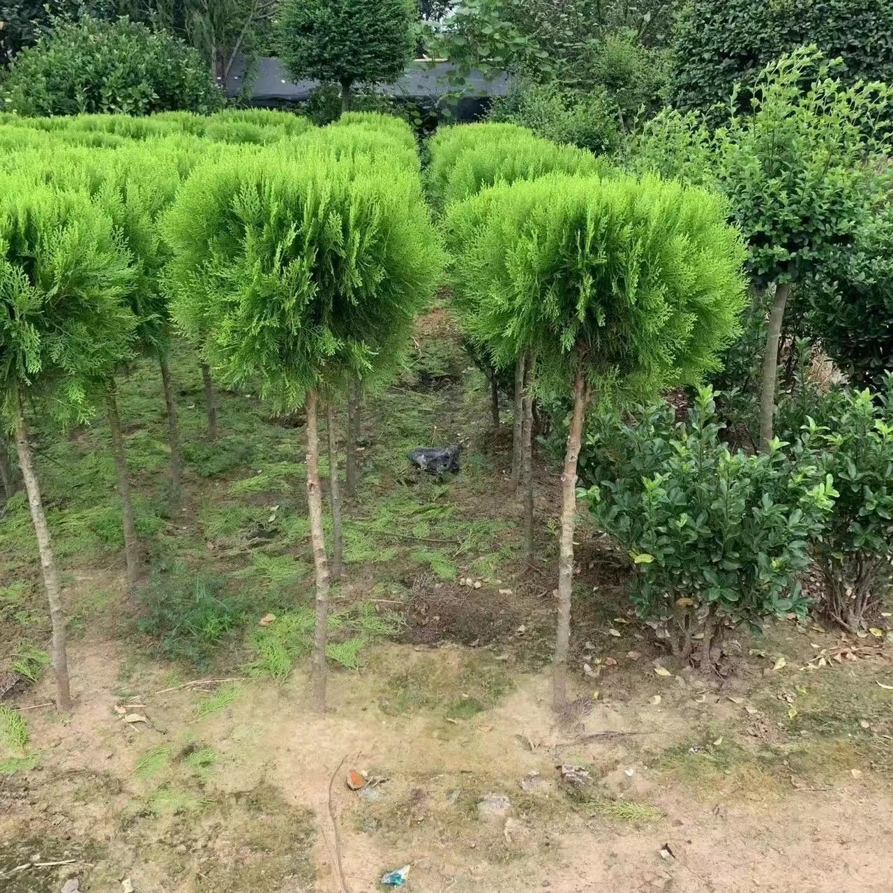 亮晶女贞棒棒糖造型小叶女贞球别墅四季常青庭院风景楼顶绿化球形