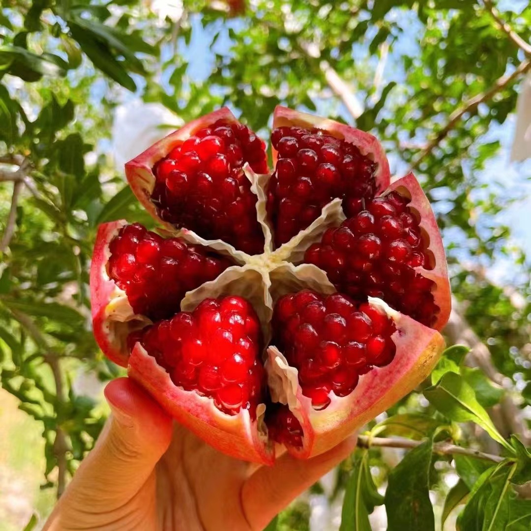 软籽突尼斯无籽水晶石榴树苗镇宅旺财南北方庭院别墅种植盆栽地栽