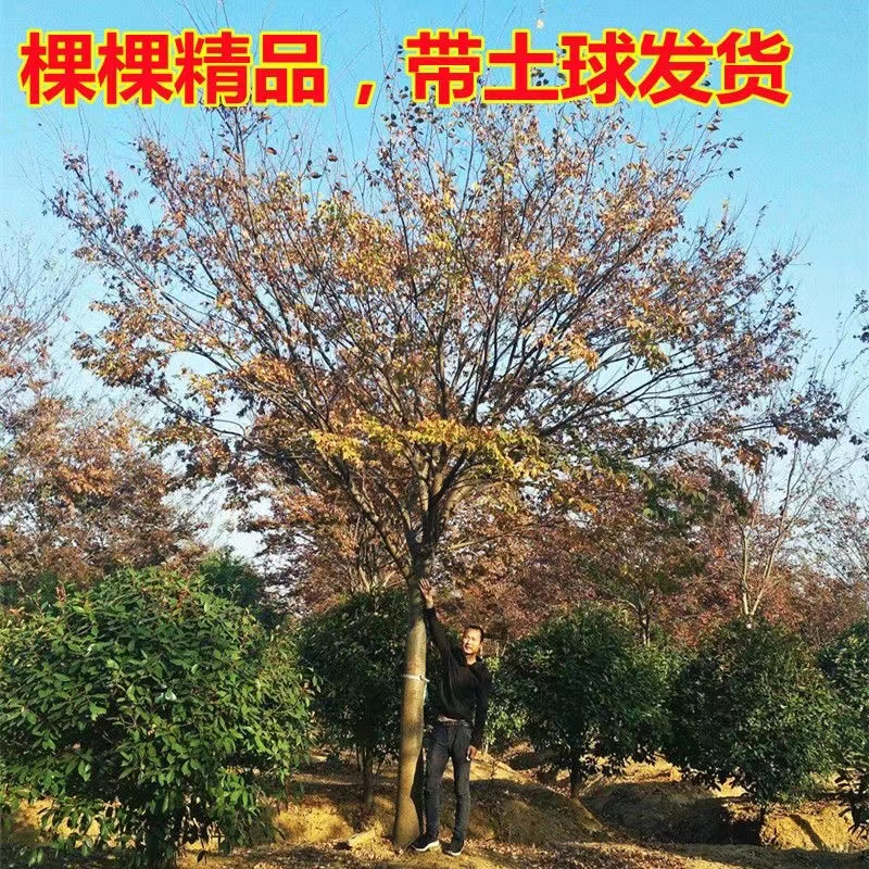 红榉树树苗大树别墅庭院大型耐寒行道绿化风景树血榉树鸡血榉小苗