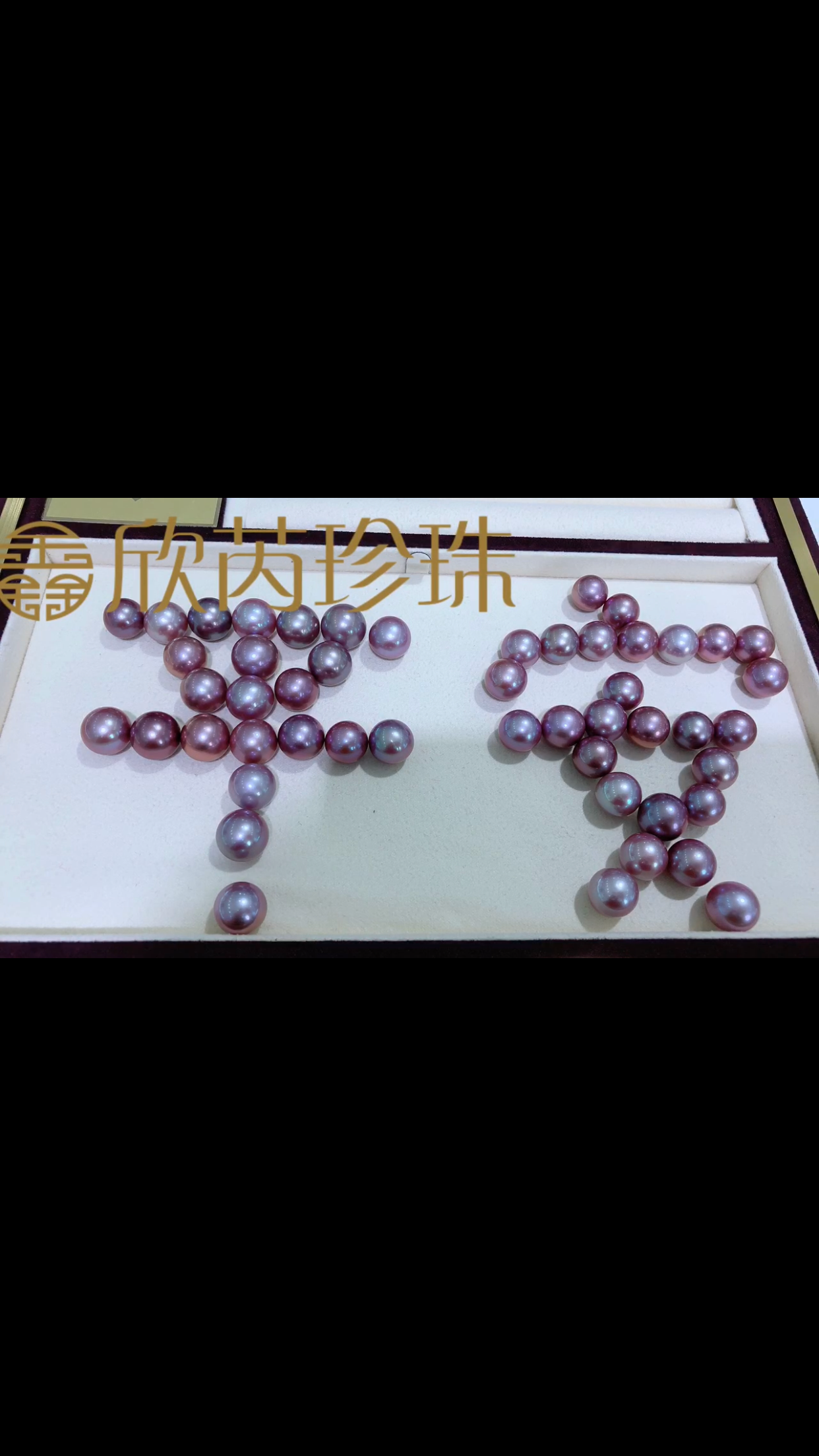 淡水爱迪生紫珠