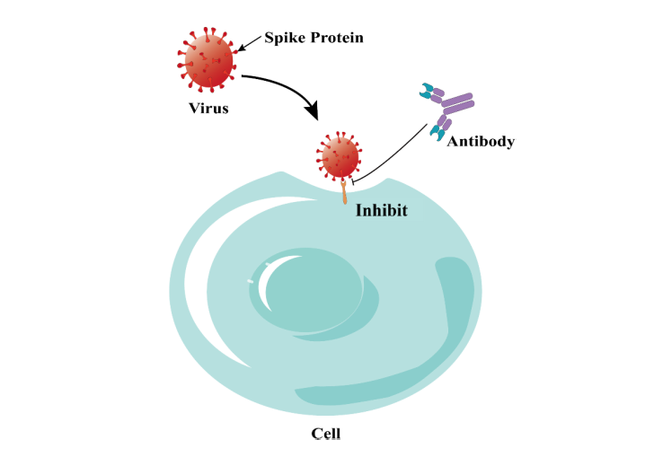 The process of virus invading host cells can be divided into six steps: adsorption, invasion, shelling, synthesis, assembly and release.Adsorption is not only the key to...