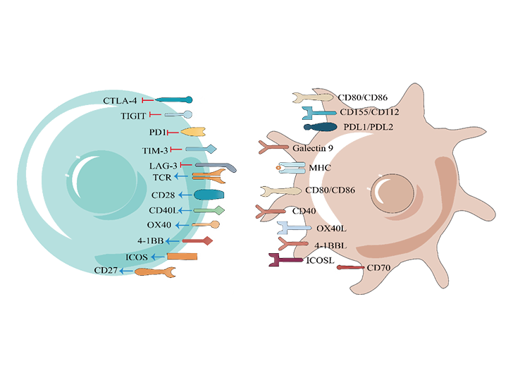 Orphan receptor are receptors that are structurally similar to other identified receptors, but whose endogenous ligands have not yet been discovered. 