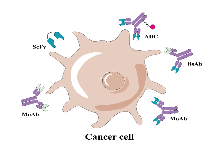 Drug off-target is a key parameter to evaluate drug safety, which will lead to unpredictable clinical toxicity and affect the development of clinical trials ...