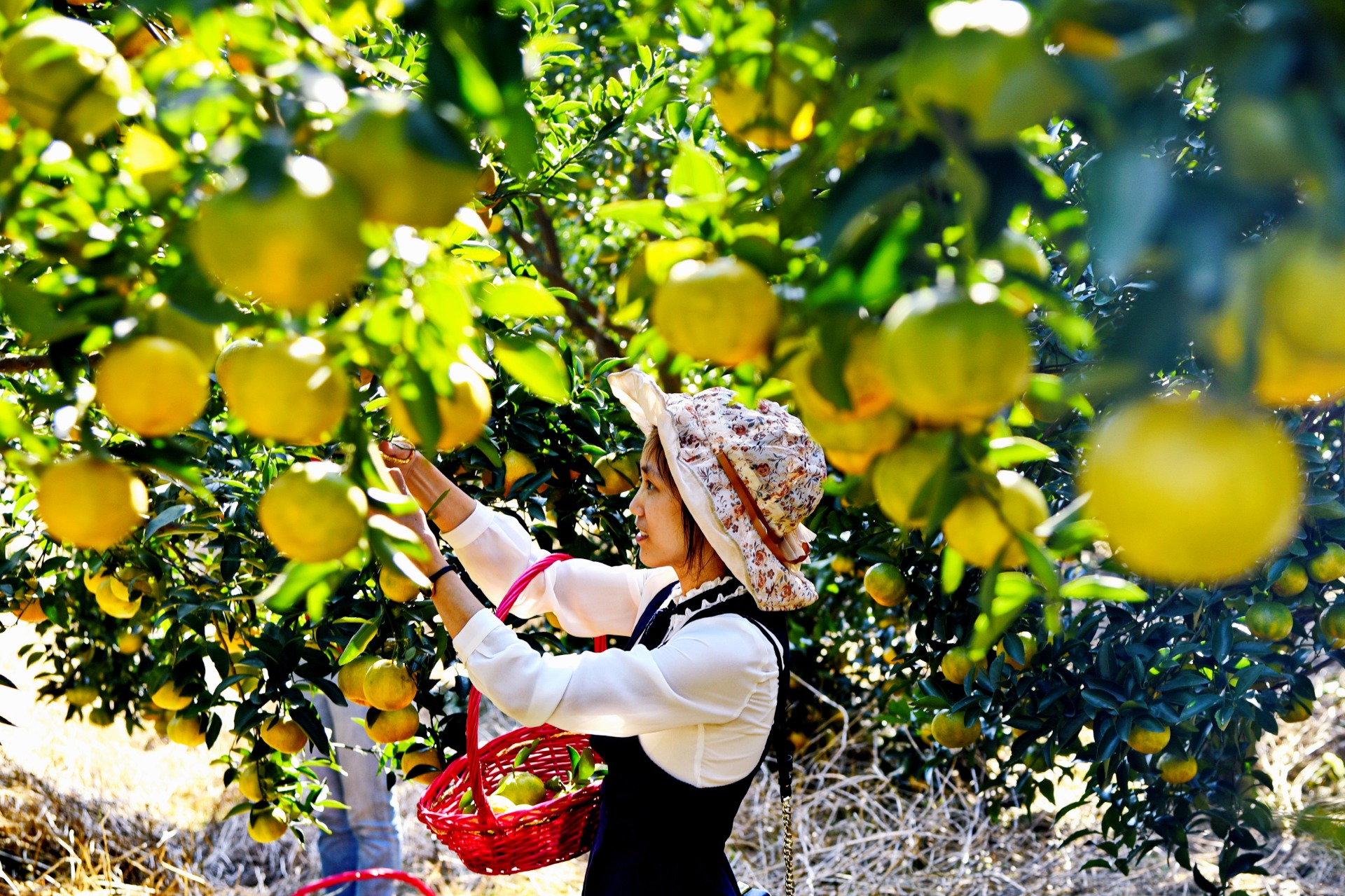 Crop planting, watering, fertilization, and harvesting
