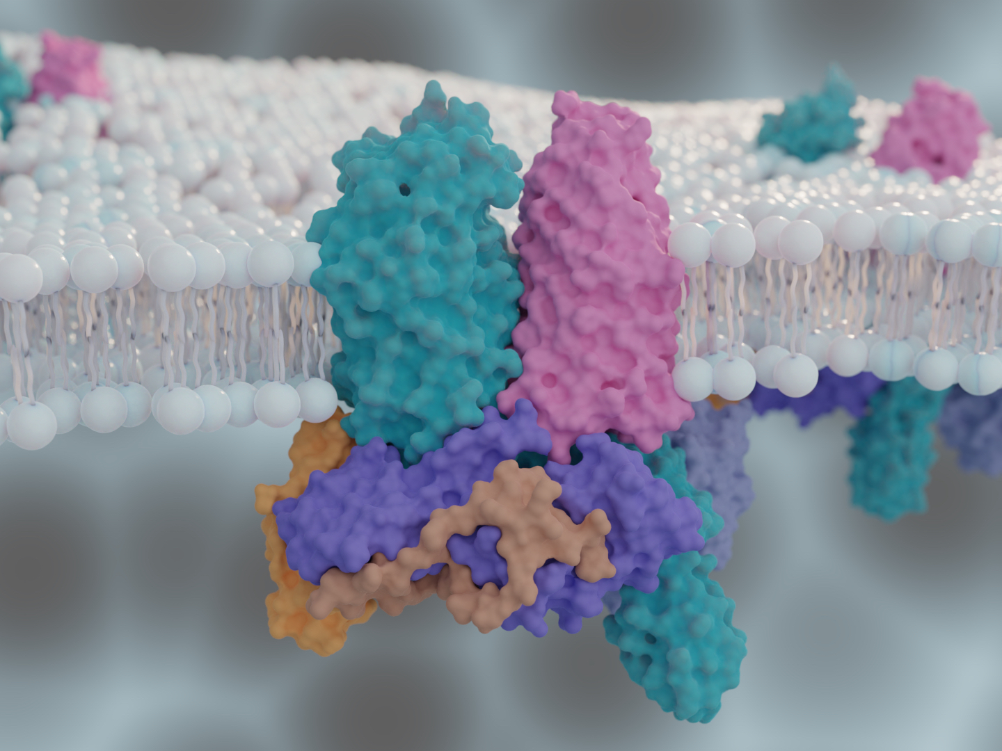 Our team and Zhejiang University published an article in Nature to reveal the assembly and completion mechanism of the outer membrane barrel protein of gram-negative bacteria