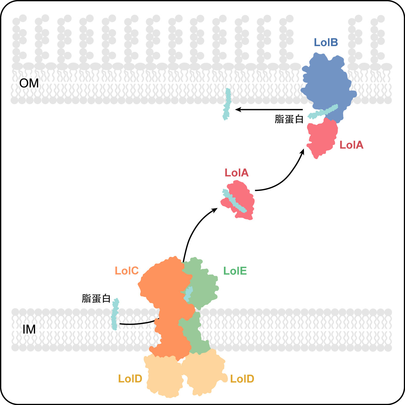 Nat. Struct. Mol. Biol，2021