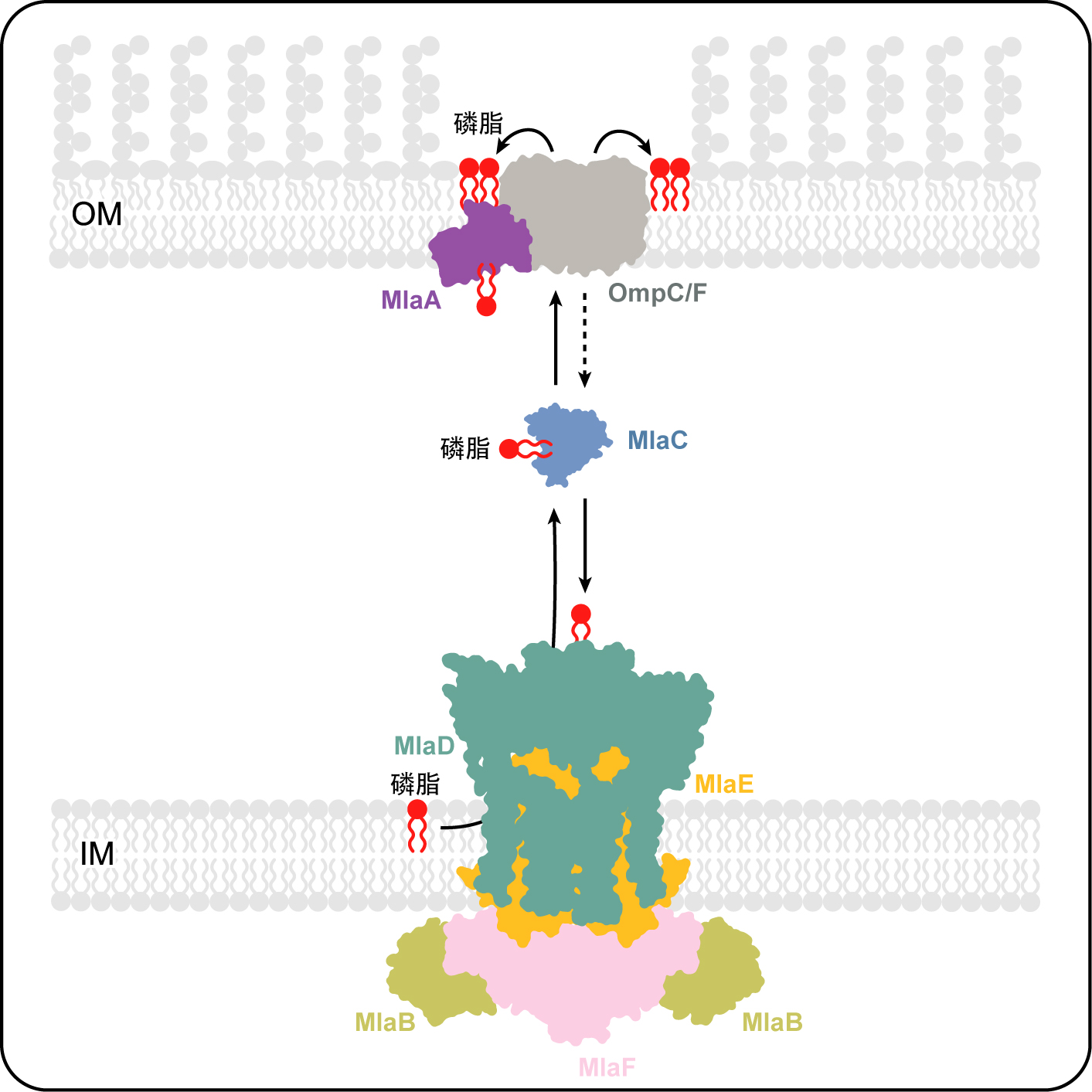 Nat. Struct. Mol. Biol，2020