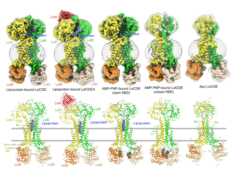 本团队在Nature Structural Molecular Biology上发表文章-揭示革兰氏阴性菌外膜脂蛋白的识别及转运机制