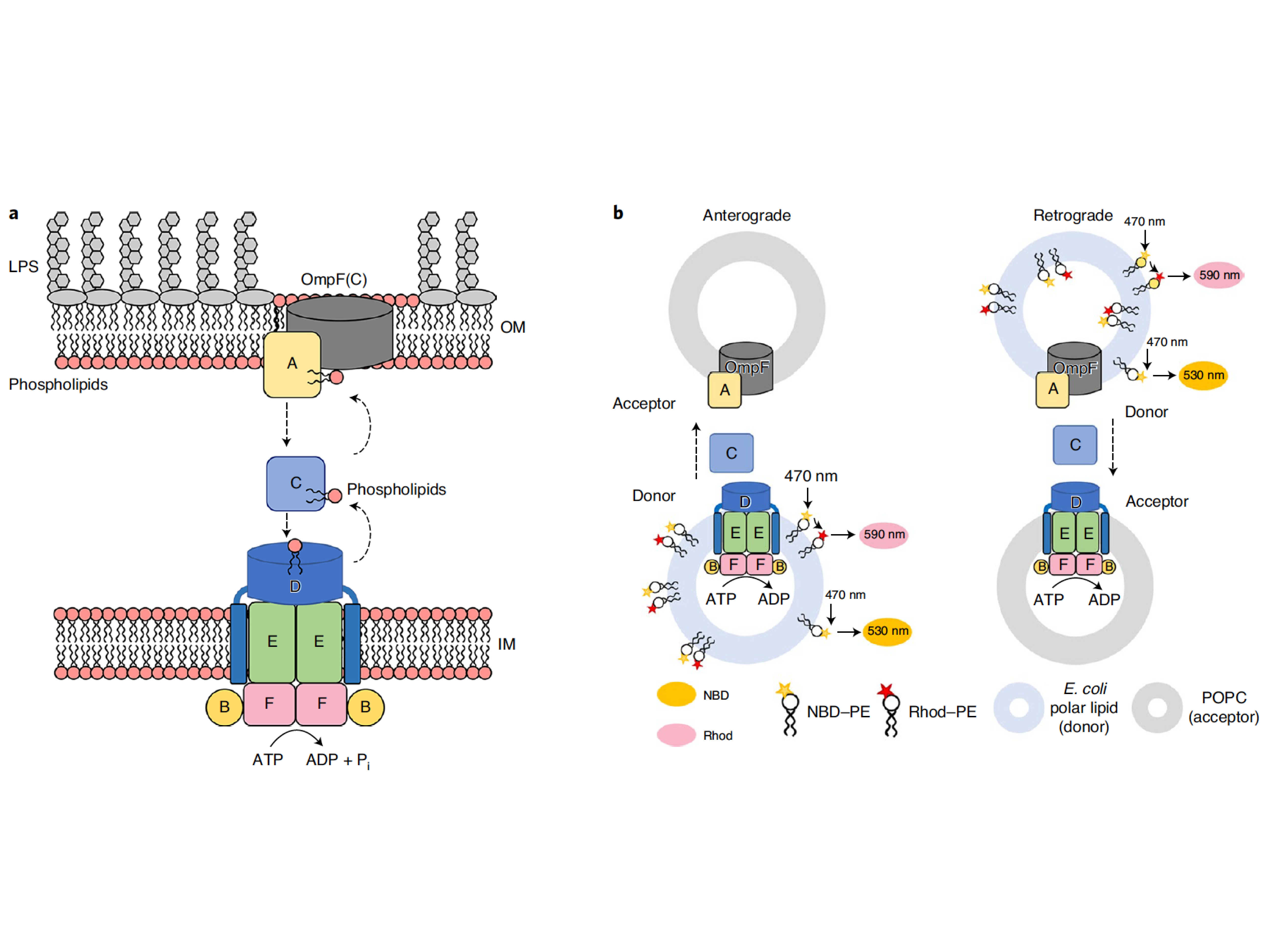 本团队在Nature Structural Molecular Biology上发表文章——解析蛋白质机器 MlaFEDB 的结构和功能，揭示革兰氏阴性菌维持外膜不对称