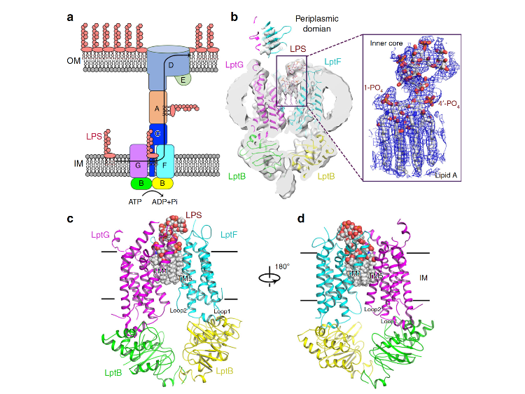 Haohao Dong's team published an article in Nature Communications to analyze the high-resolution cryo-EM structure of the lipopolysaccharide transporter LptB2FGC in combination with lipopolysaccharide