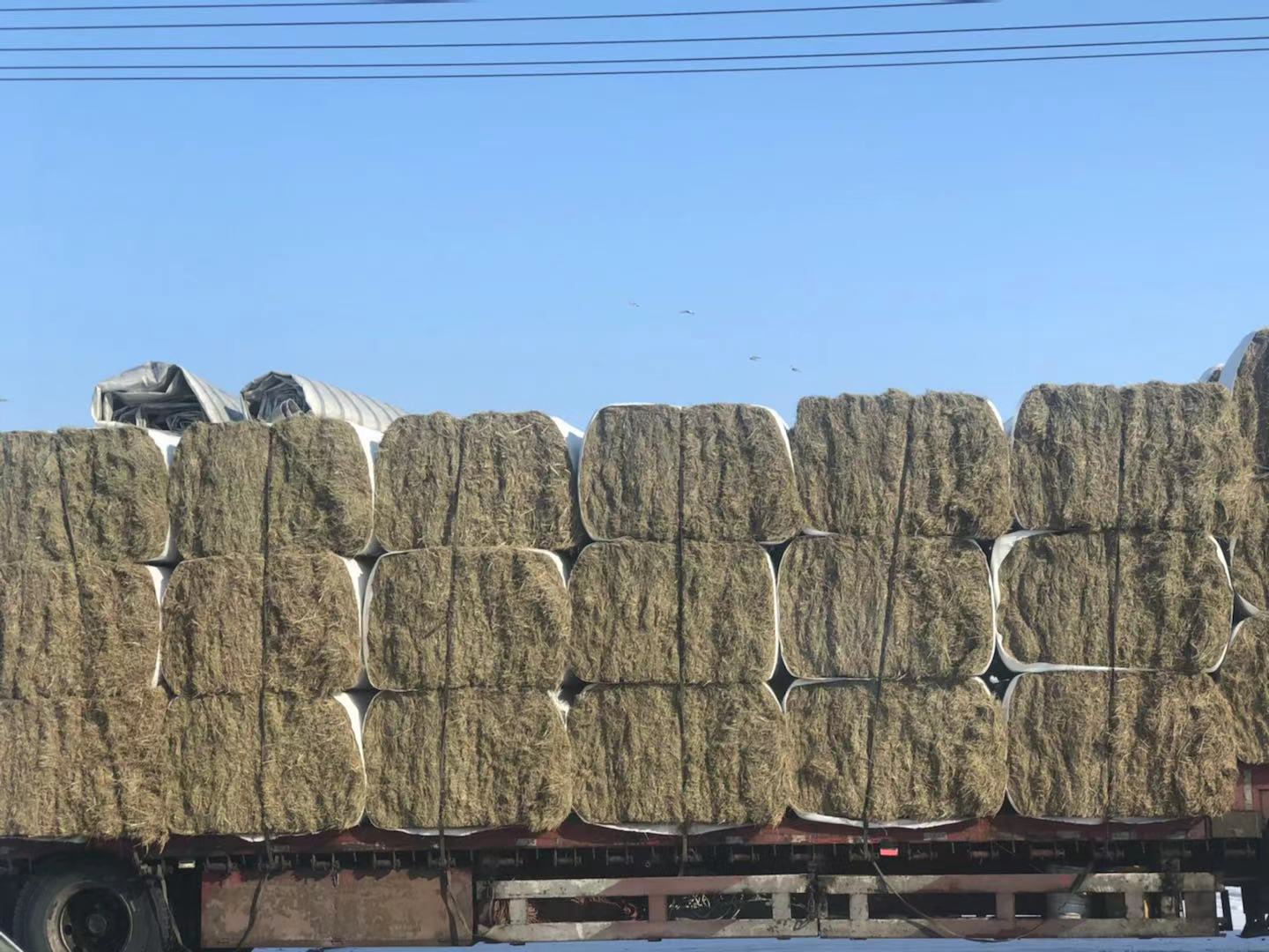 天然堿草柔絲大方捆