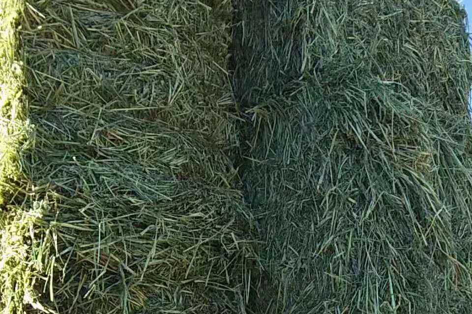 燕麥