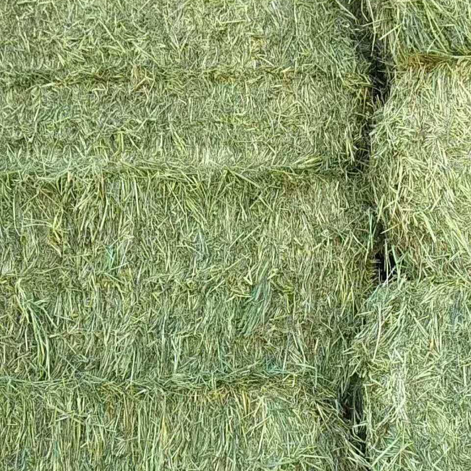 燕麥