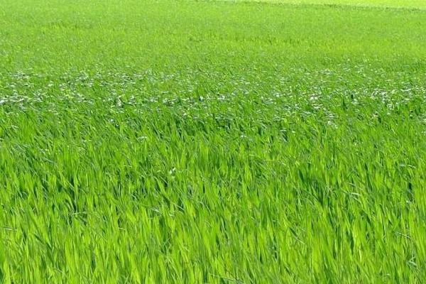 適合北方秋季種植的高產(chǎn)優(yōu)質(zhì)牧草有哪些，哪些牧草耐旱耐寒