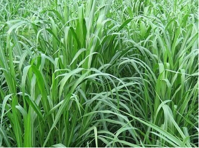 夏季適合種哪種牧草？