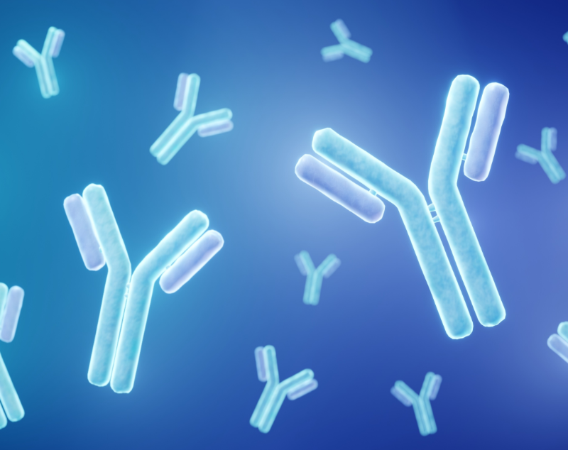 FSH antibody