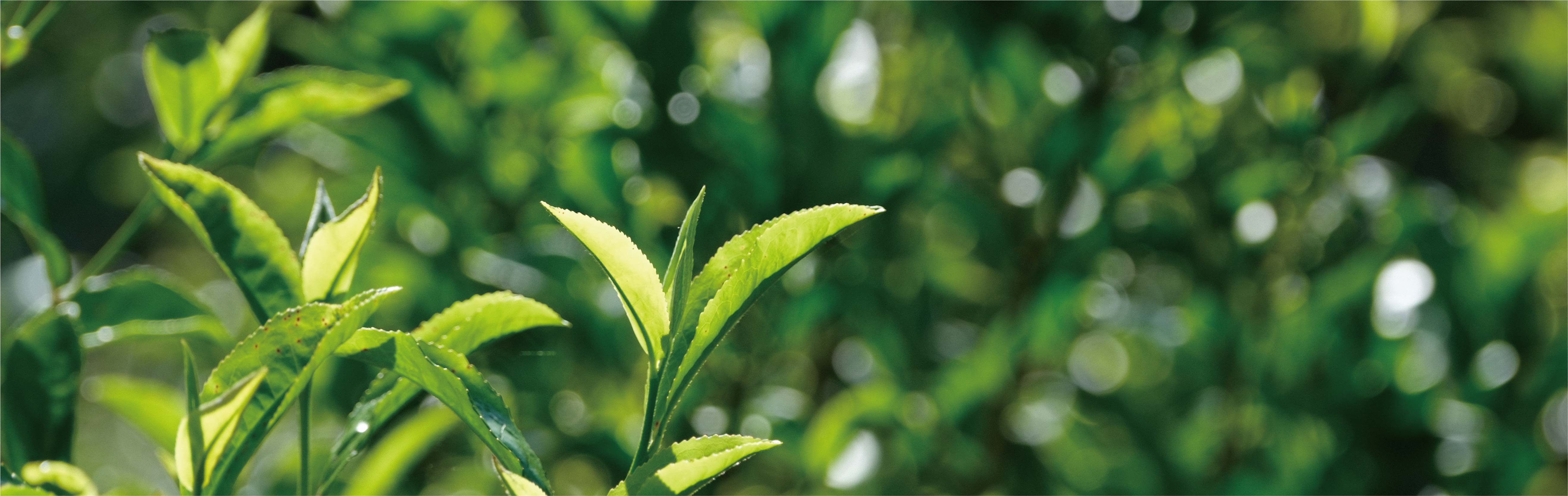 茶花官网首页两株植物_画板 1 副本 4