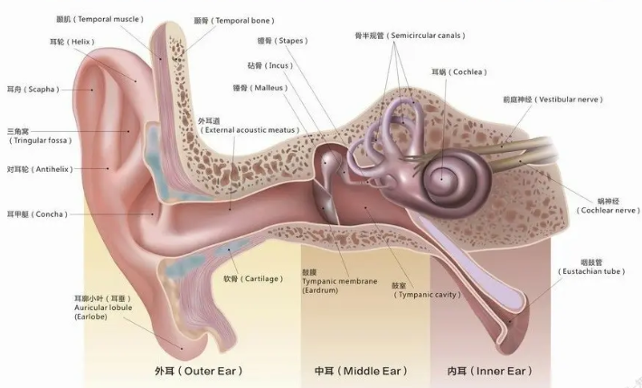 慎防听力损伤，及早有效预防