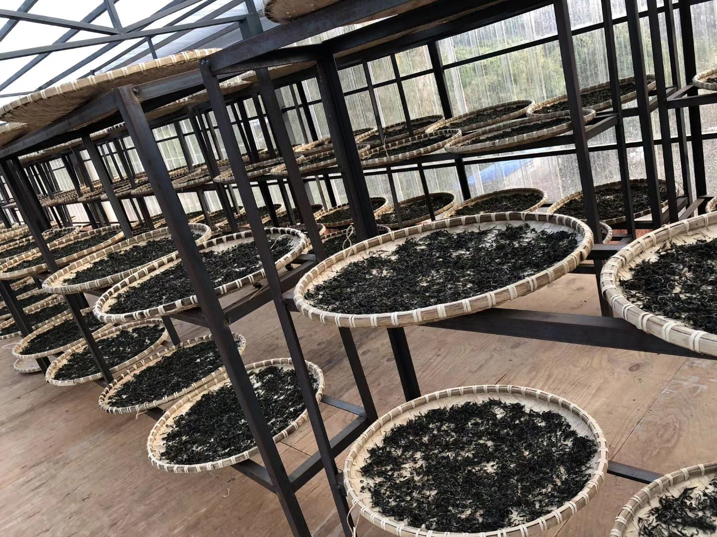  百年古树，生态净土，树龄长、根系深，茶叶内含物质更丰富，自然共生，不临近人居，赋予茶叶天然健康属性。