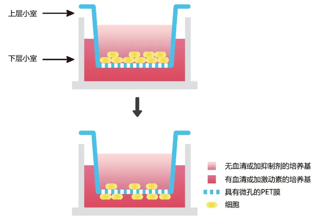 细胞迁移侵袭检测