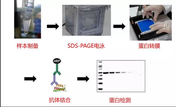 Western Blot