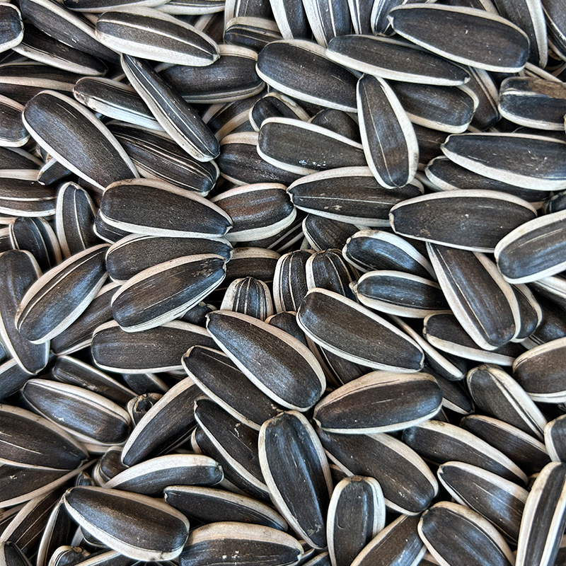 363 Sunflower Seeds