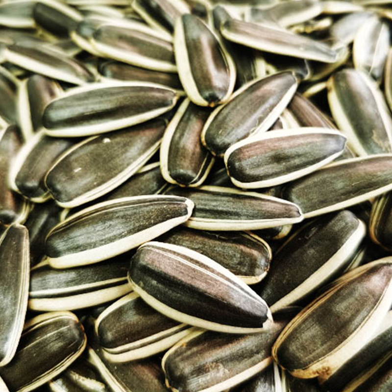 Sanrui 377 Sunflower Seeds