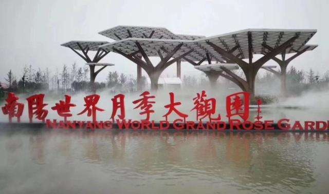 南阳月季