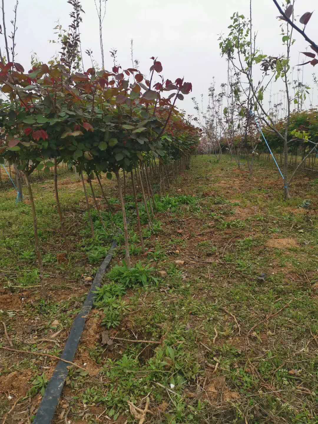 树状月季